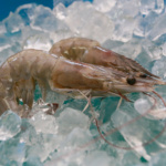 Vannamei Shrimp supplied on ice