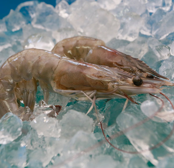 Vannamei Shrimp supplied on ice